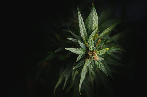 Cannabis Österreich 2025: Gesetzeslage, Medizin & CBD