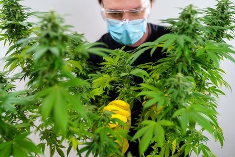 Kabinett beschließt Änderung des Medizinal-Cannabisgesetzes: Was ändert sich – und was bedeutet das?