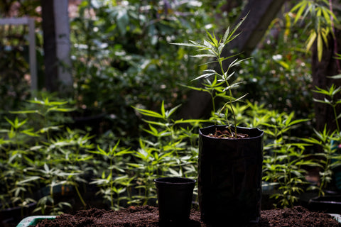 Cannabis: Männlich, weiblich oder ganz was anderes?
