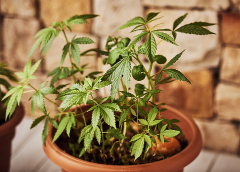 Die Sache mit dem Eigenanbau: Cannabis zuhause
